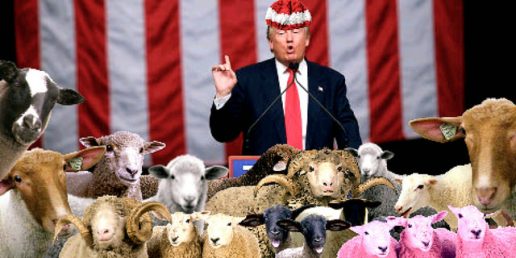 28390146606_c84b999e35_ztrump with sheep