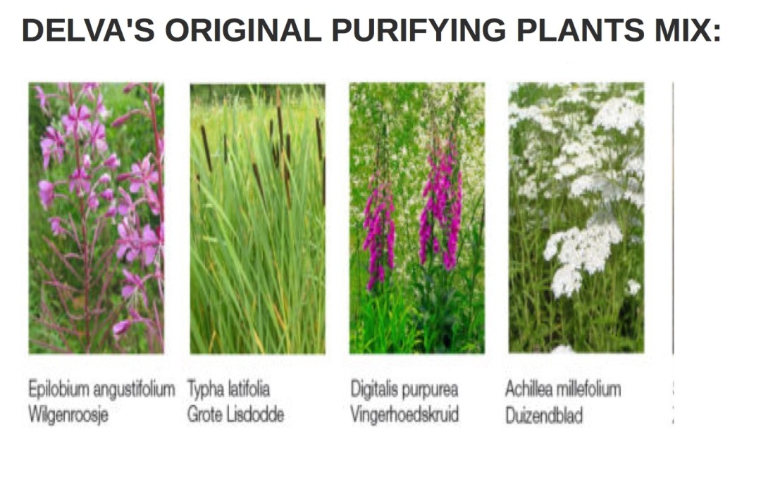 delvas original purifying plants
