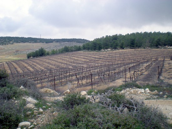 Doyle Stevenson Vineyard on the edge of Yatir forest