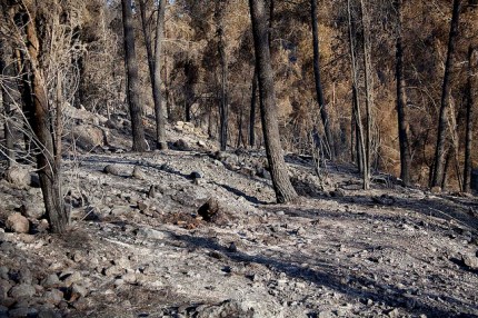 Guy Yitzhaki Aminadav forest, day after fire july 2010