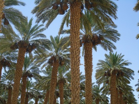 Meg stewart Kibbutz Ketura